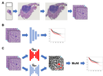 Artificial intelligence for automating the measurement of histologic image biomarkers